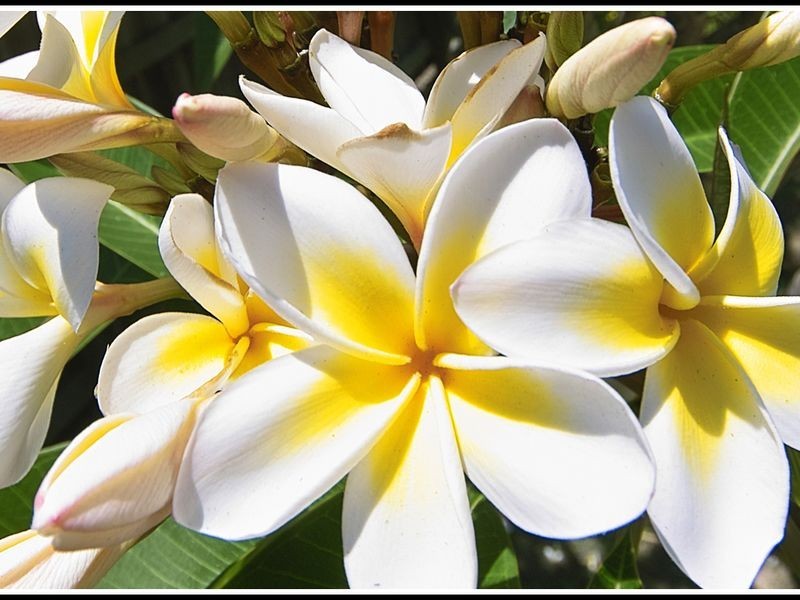 60 Avocet Parade, Peregian Beach QLD 4573