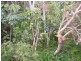 366 David Low Way, Peregian Beach QLD 4573