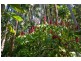 23 Wagtail Drive, Peregian Beach QLD 4573