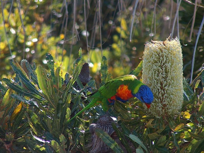 59 Podargus Parade, Peregian Beach QLD 4573