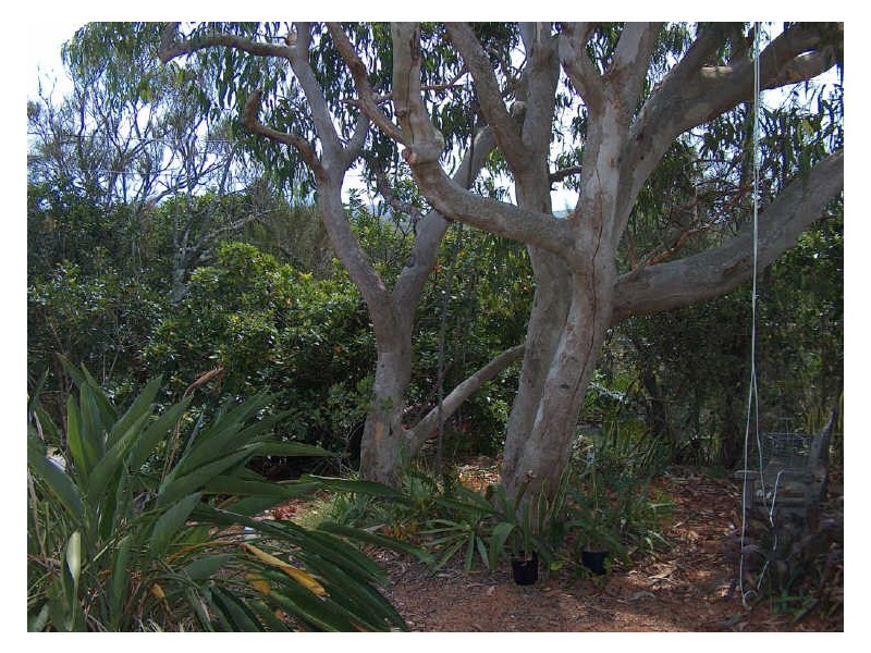 4 Jacana Street, Peregian Beach QLD 4573