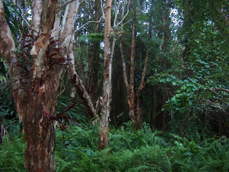 20 Sandalwood Close, Marcus Beach QLD 4573