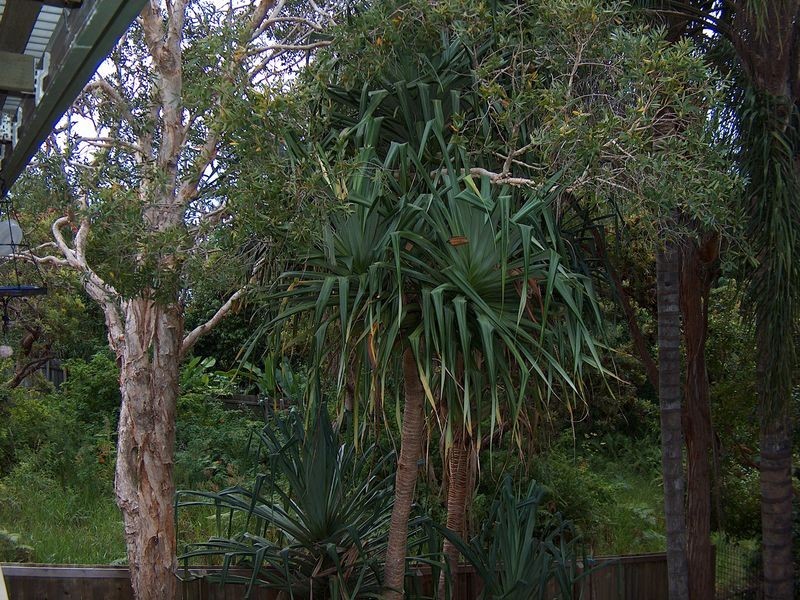 31 Spoonbill Street, Peregian Beach QLD 4573