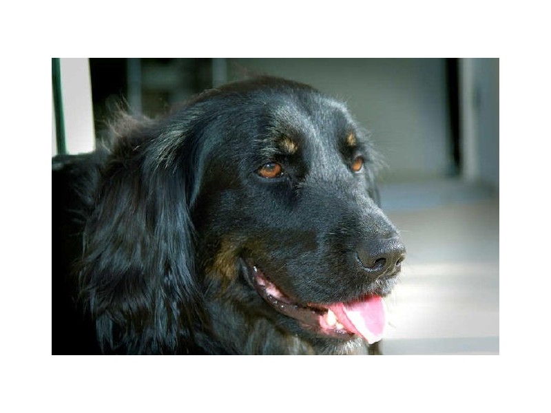 1/3 Oriole Avenue, Peregian Beach QLD 4573