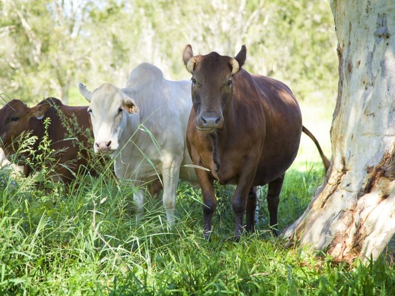 94 Murdering Creek Road, Peregian Beach QLD 4573