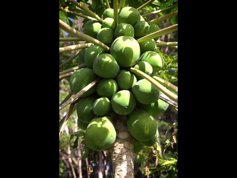 107 Pathara Road, North Arm QLD 4561