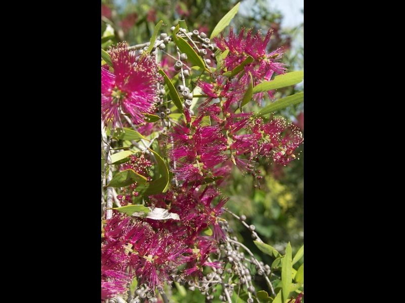 6 Tecoma Close, Peregian Beach QLD 4573