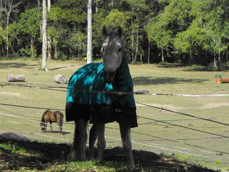 534 Yandina Coolum Road, Ninderry QLD 4561