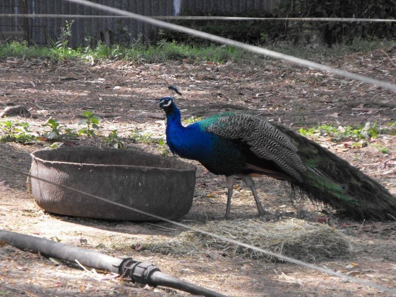 534 Yandina Coolum Road, Ninderry QLD 4561