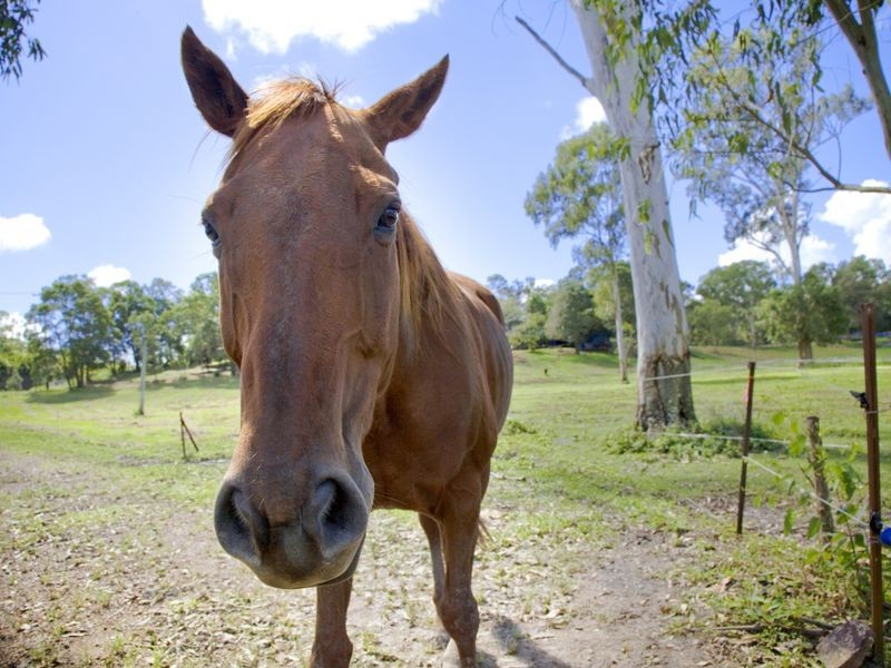 534 Yandina Coolum Road, Ninderry QLD 4561