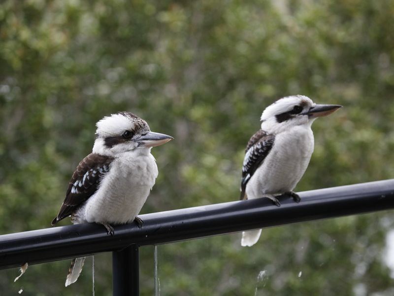 20 Woodland Drive, Peregian Beach QLD 4573