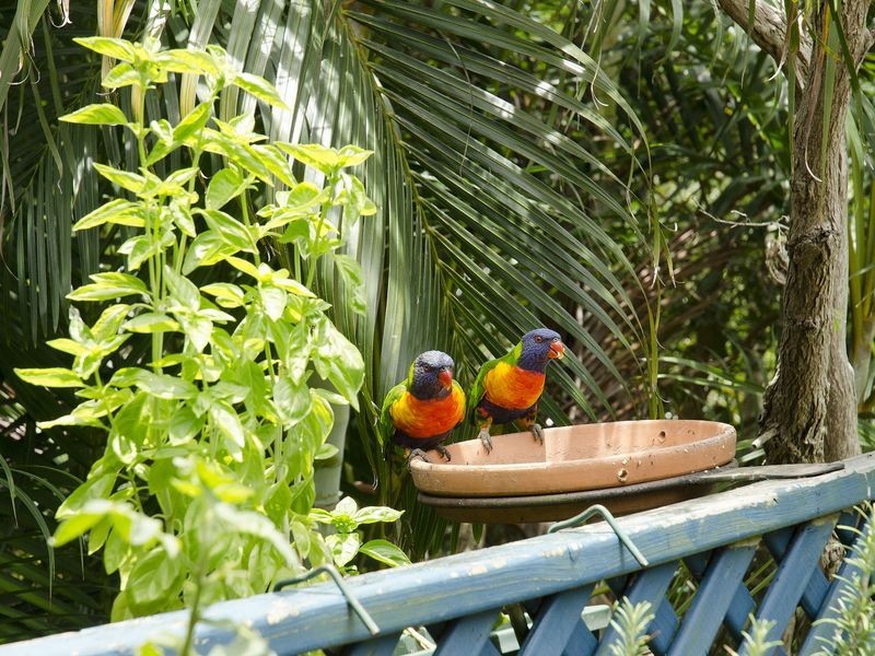 54 Podargus Parade, Peregian Beach QLD 4573