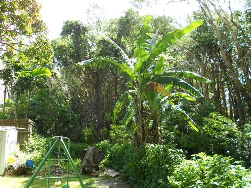 21 Cinnamon Avenue, Coolum Beach QLD 4573