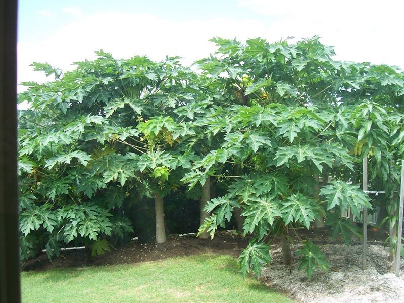 15 Pennant Court, Peregian Springs QLD 4573