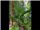 58 Ninderry Slopes Road, Ninderry QLD 4561