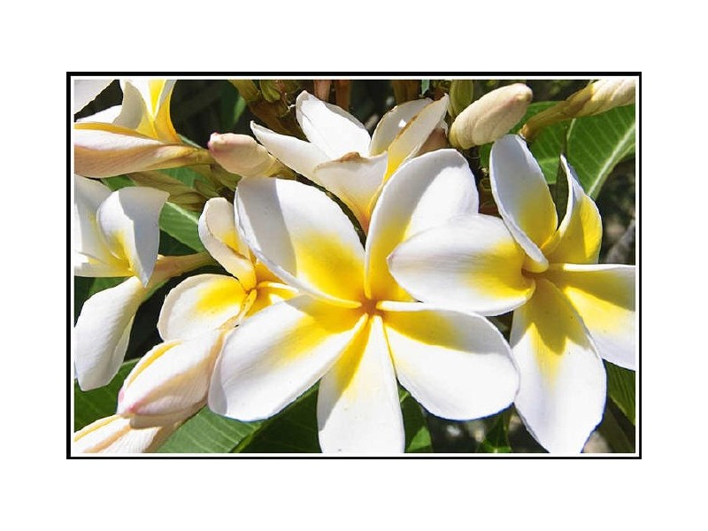 60 Avocet Parade, Peregian Beach QLD 4573