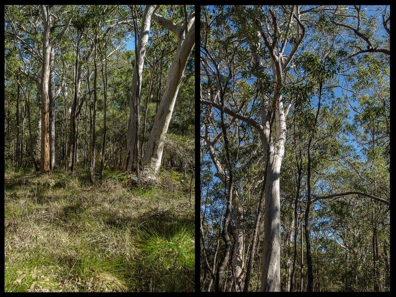 105 Lakewood Drive, Peregian Beach QLD 4573