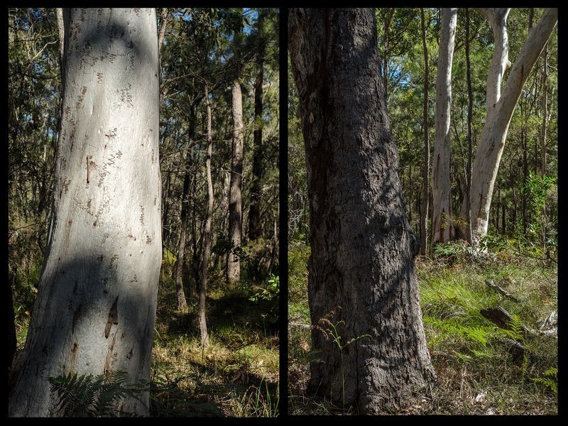 105 Lakewood Drive, Peregian Beach QLD 4573