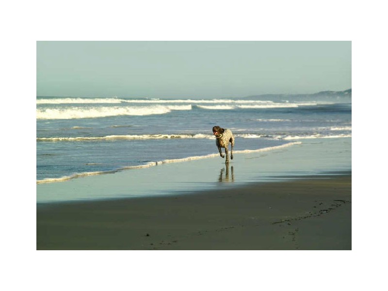 40 Callitris Crescent, PINELODGE, Marcus Beach QLD 4573