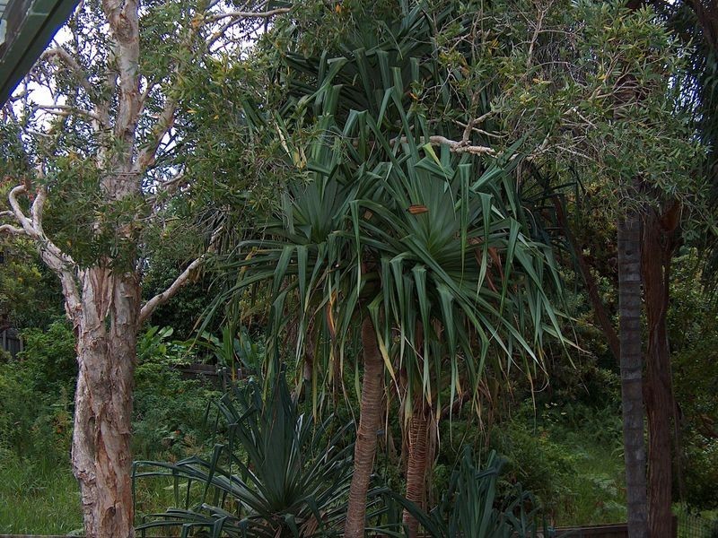 31 Spoonbill Street, Peregian Beach QLD 4573