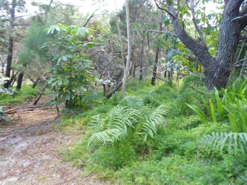 272 David Low Way, Peregian Beach QLD 4573