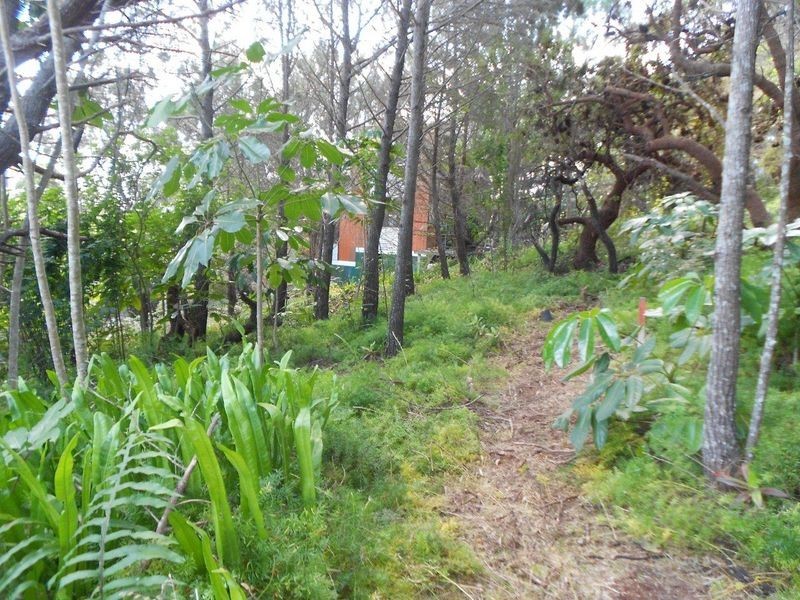 272 David Low Way, Peregian Beach QLD 4573