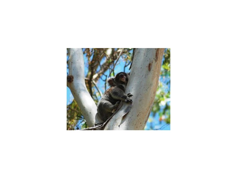 77 Whiteside Rd, Whiteside QLD 4503