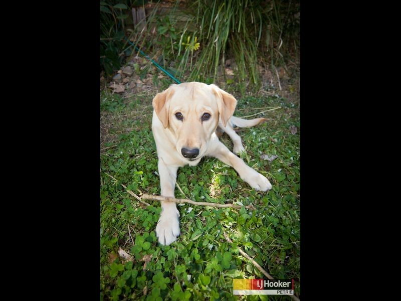 6 Webster Court, Petrie QLD 4502