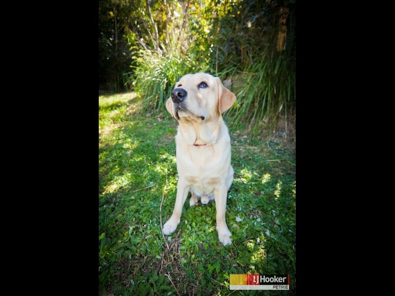 6 Webster Court, Petrie QLD 4502