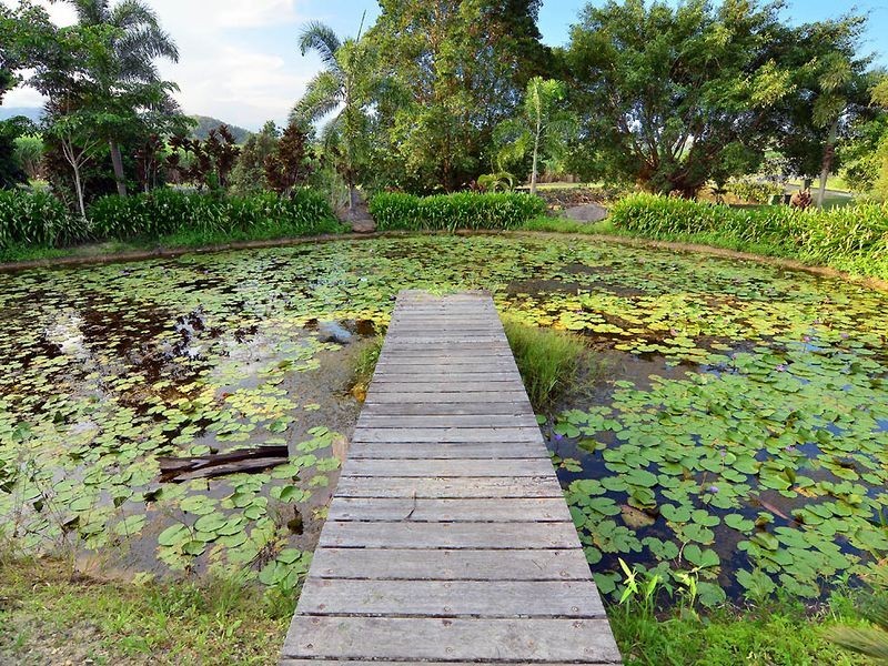 151 Ponzo Road, Cape Tribulation QLD 4873