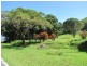 1187 Mossman Daintree Road, Rocky Point QLD 4873