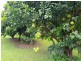157 Old Forestry Road, Whyanbeel QLD 4873