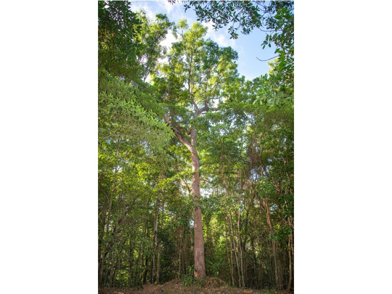 0 Francis Road, Killaloe QLD 4877