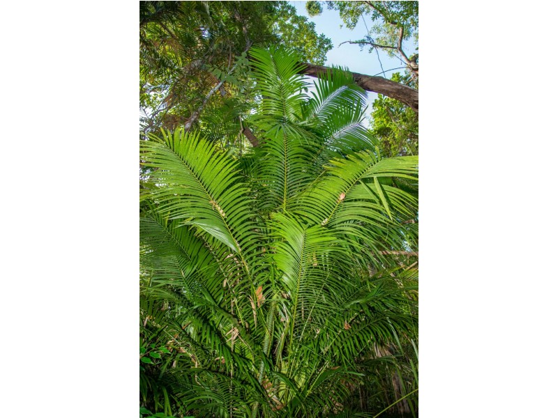 0 Francis Road, Killaloe QLD 4877