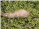 27 Sawmill Road, Mossman QLD 4873