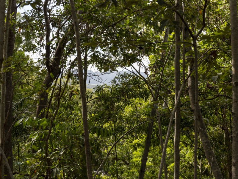 27 Sawmill Road, Mossman QLD 4873