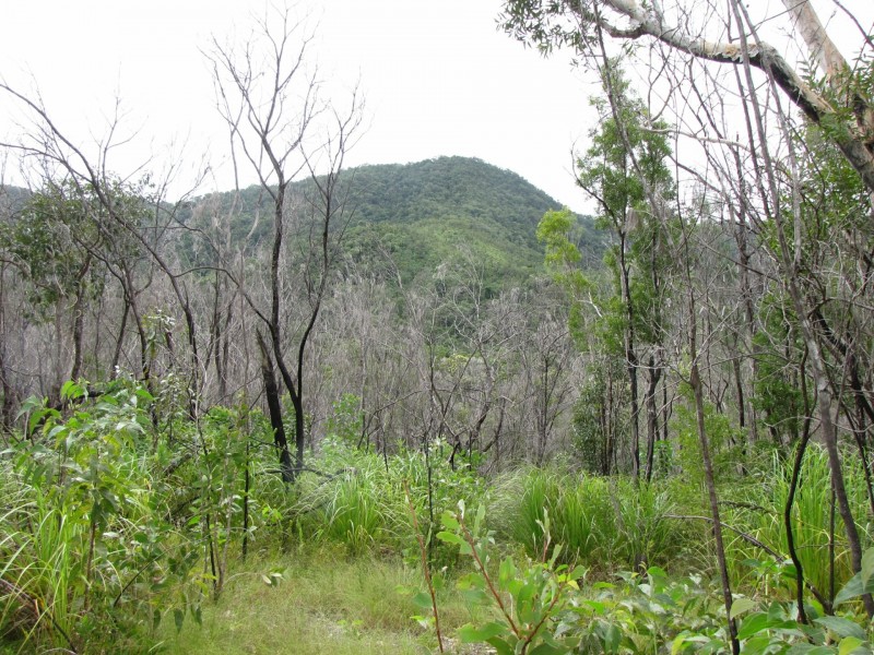 Lot 2 Thornton Peak Drive, Daintree QLD 4873