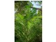 Lot 5 Francis Road Killaloe, Mossman QLD 4873