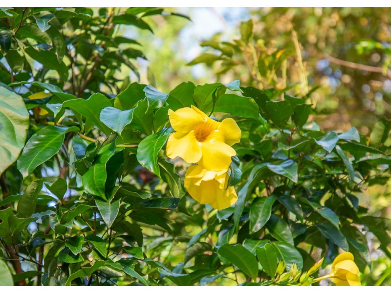 Lot 5 Francis Road Killaloe, Mossman QLD 4873