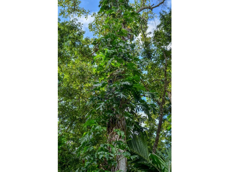 Lot 5 Francis Road Killaloe, Mossman QLD 4873