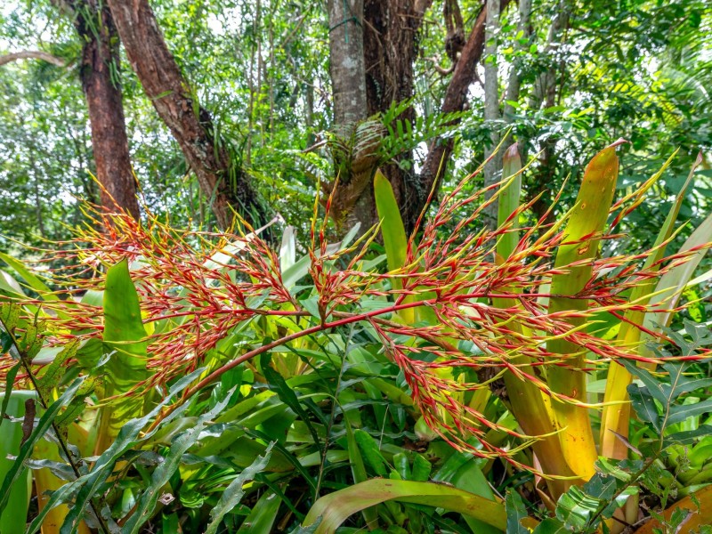 99-103 South Arm Drive, Wonga Beach QLD 4873