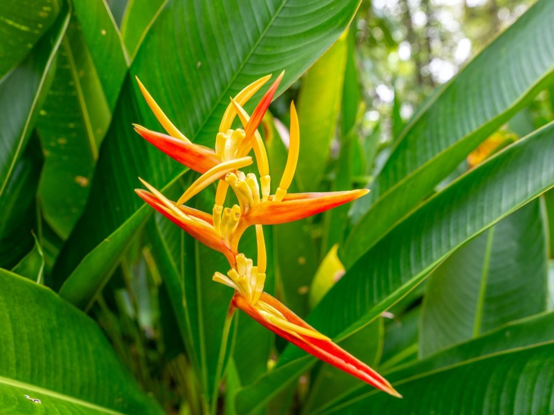 99-103 South Arm Drive, Wonga Beach QLD 4873