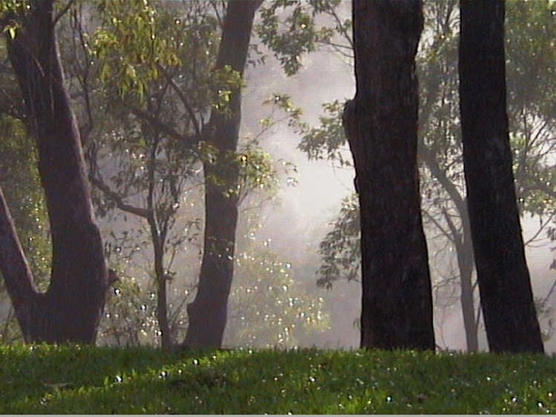 Cape Tribulation QLD 4873