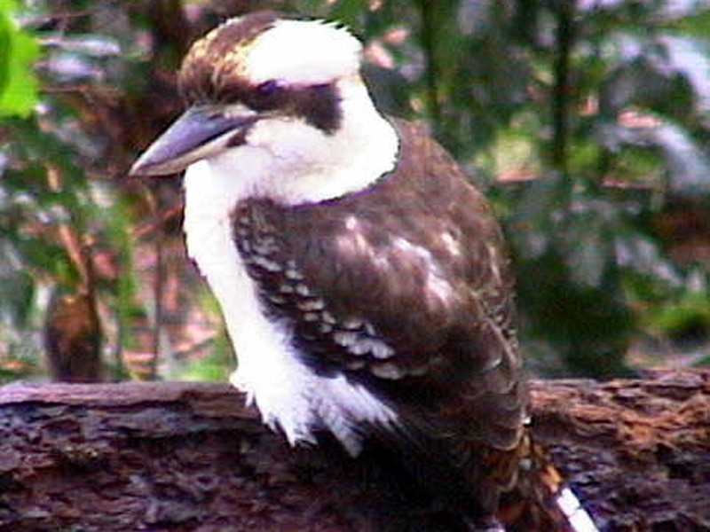 Cape Tribulation QLD 4873