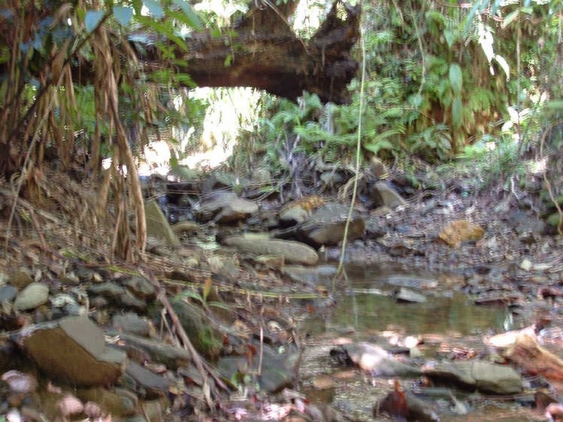 Cape Tribulation QLD 4873