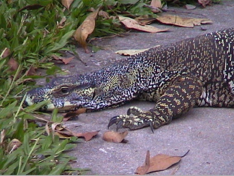 Cape Tribulation QLD 4873