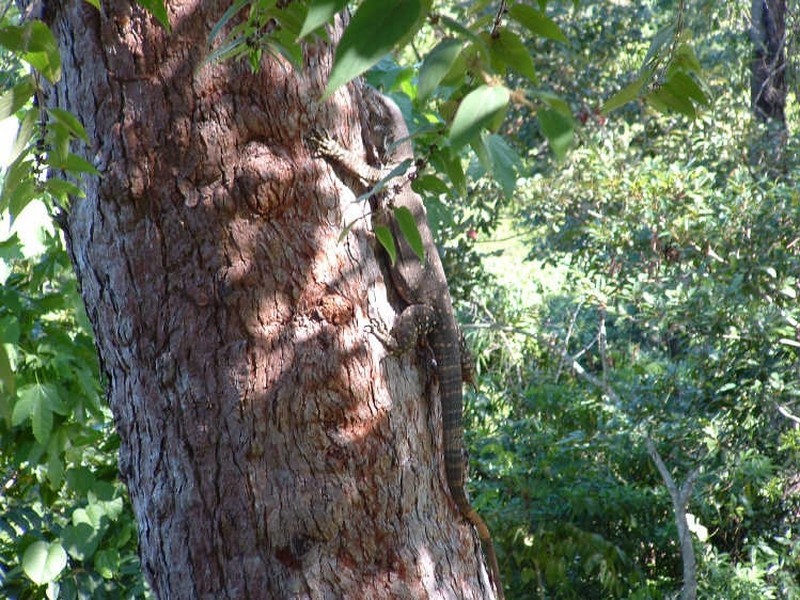 Cape Tribulation QLD 4873