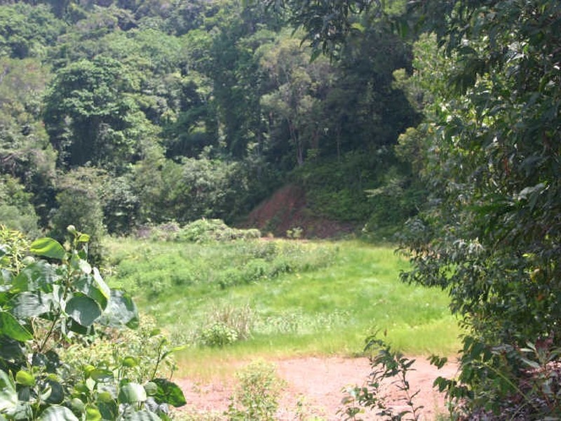 Cape Tribulation QLD 4873