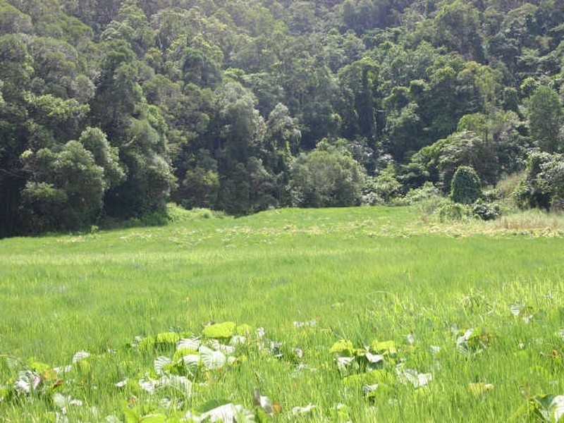 Cape Tribulation QLD 4873