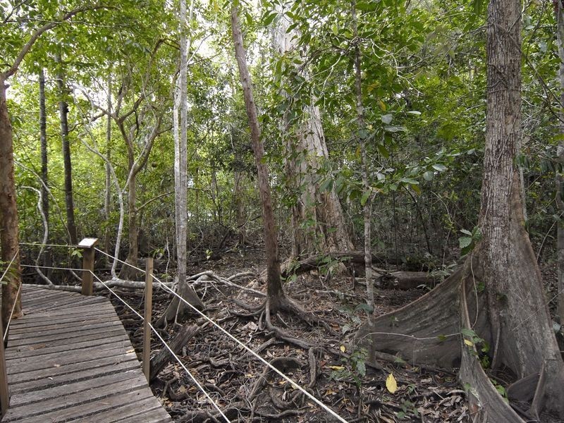 61 Cape Tribulation Road, Daintree QLD 4873